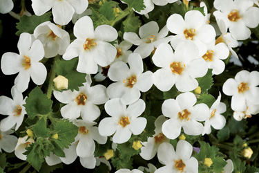 white thumb0.png